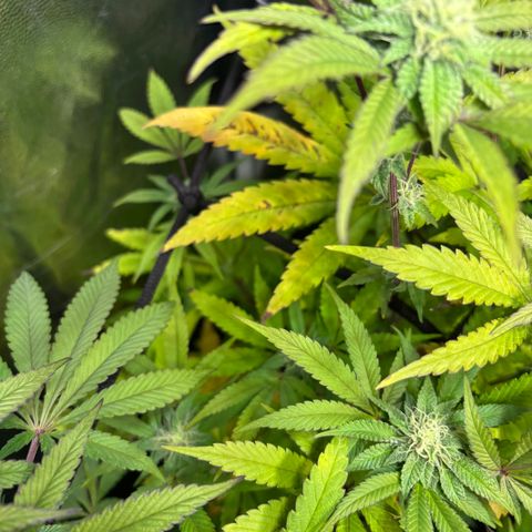 chronic #2 growlog timeline photo