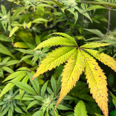 chronic #2 growlog timeline photo