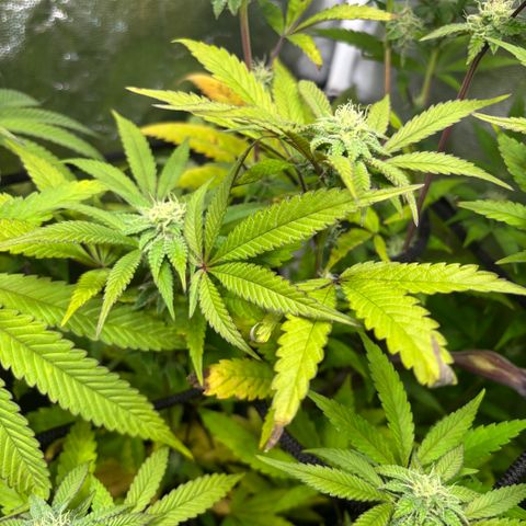 chronic #2 growlog timeline photo