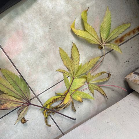 chronic #2 growlog timeline photo