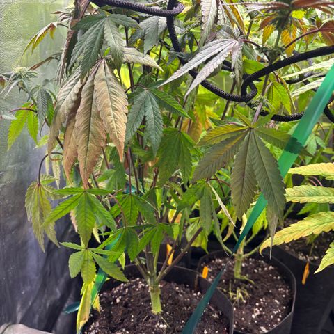 chronic #2 growlog timeline photo