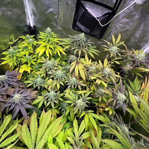 chronic #2 growlog timeline photo