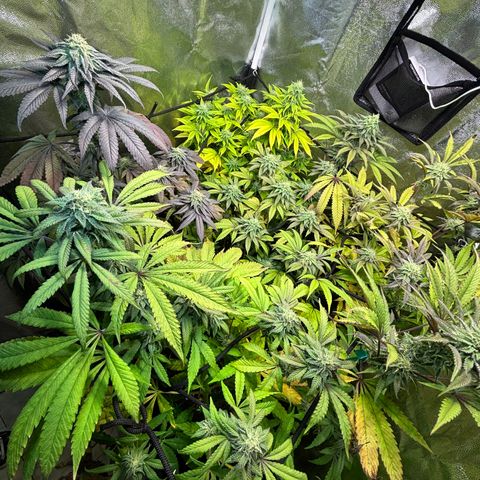 chronic #2 growlog timeline photo