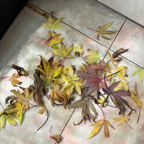 chronic #2 growlog timeline photo