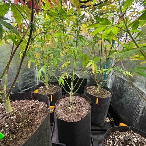 chronic #2 growlog timeline photo