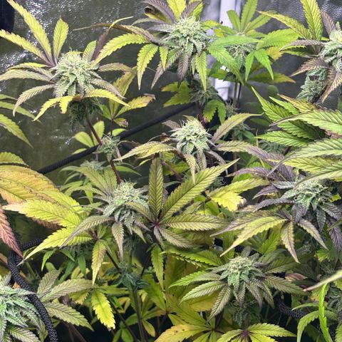chronic #2 growlog timeline photo