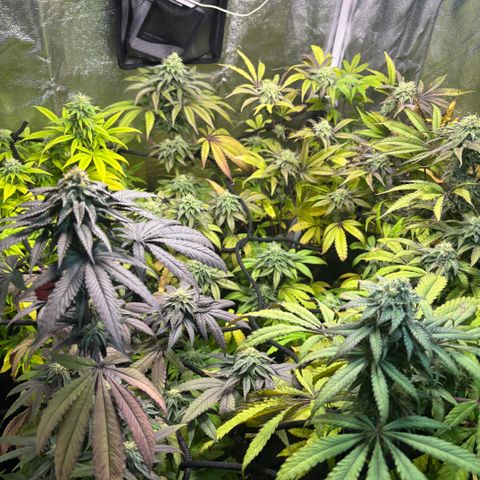 chronic #2 growlog timeline photo