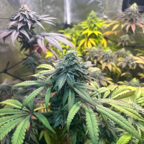 chronic #2 growlog timeline photo