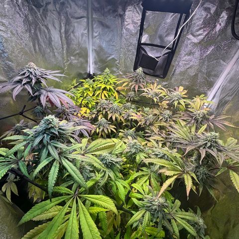 chronic #2 growlog timeline photo