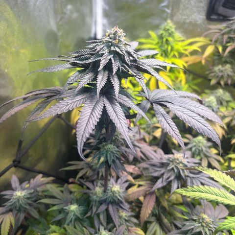 chronic #2 growlog timeline photo
