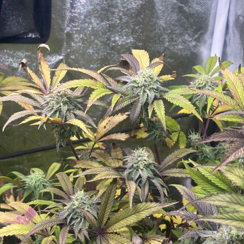 chronic #2 growlog timeline photo