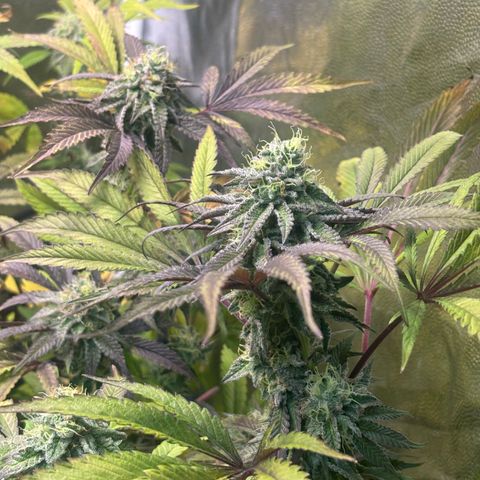 chronic #2 growlog timeline photo