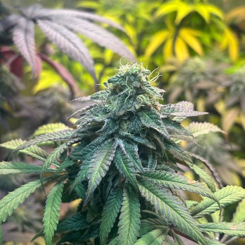 chronic #2 growlog timeline photo