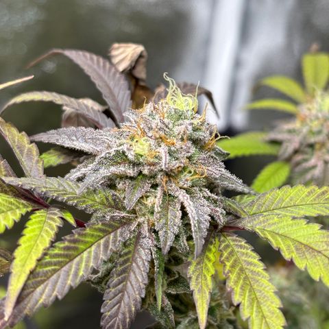 chronic #2 growlog timeline photo