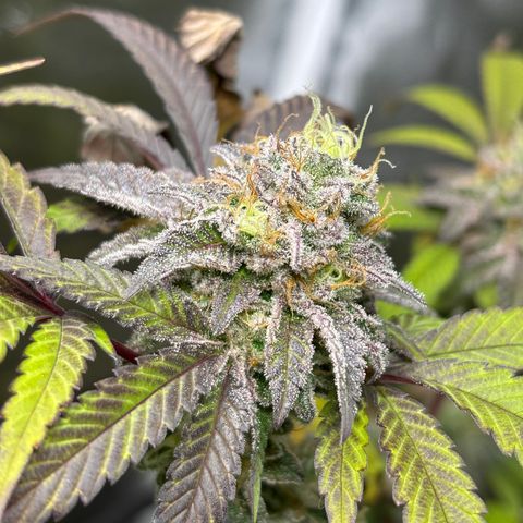 chronic #2 growlog timeline photo