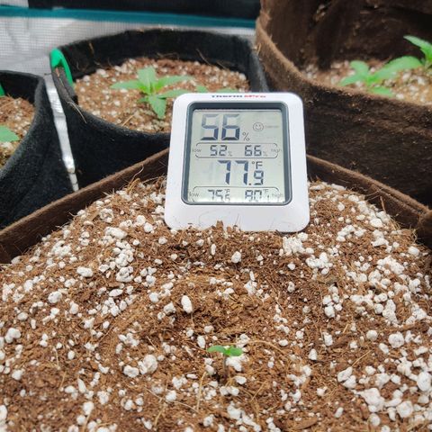 Golden Child growlog photo: It sprouted!