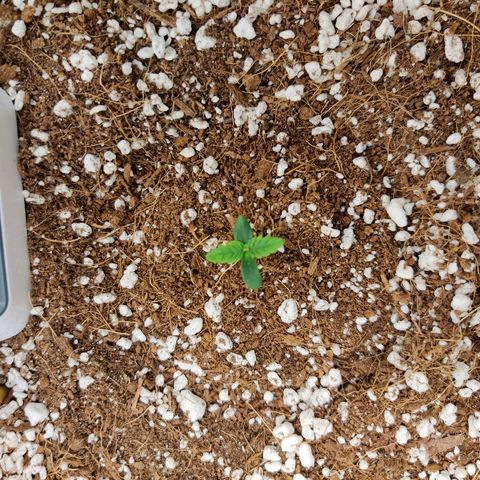 Golden Child growlog timeline photo