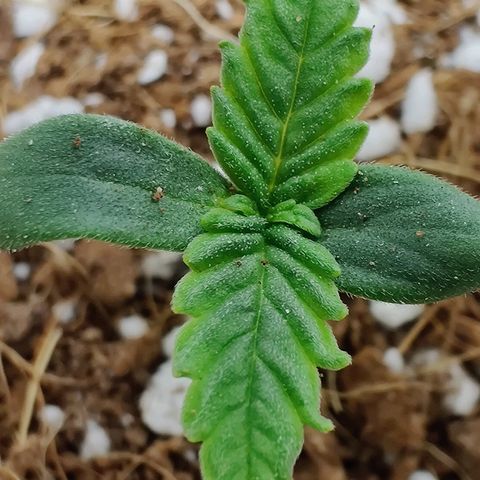 Golden Child growlog timeline photo