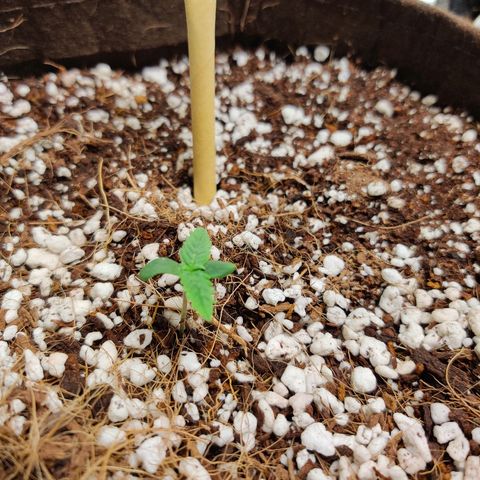 Golden Child growlog timeline photo