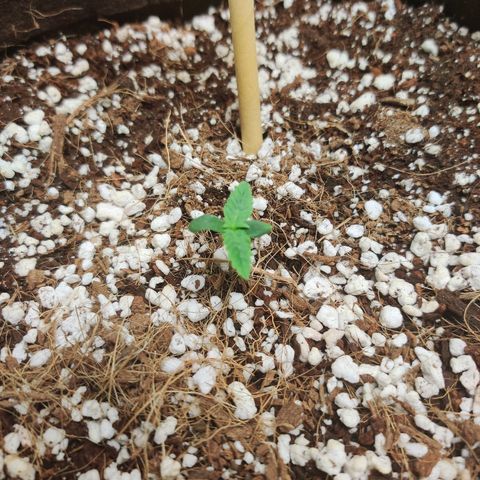 Golden Child growlog timeline photo