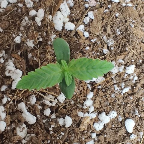 Golden Child growlog timeline photo