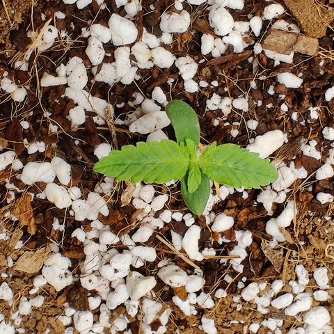 Golden Child growlog timeline photo