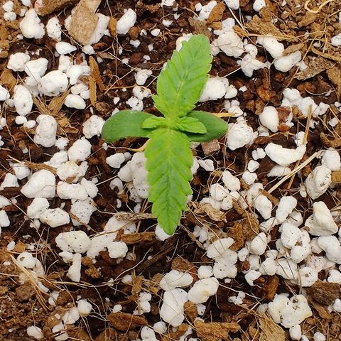 Golden Child growlog timeline photo