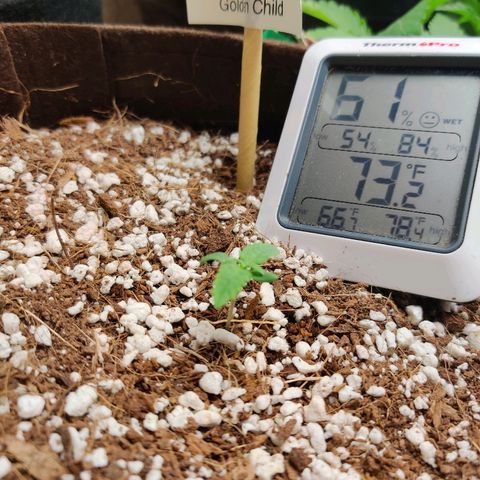 Golden Child growlog timeline photo