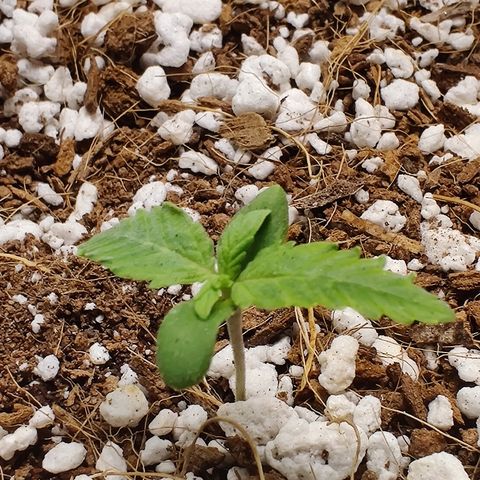 Golden Child growlog timeline photo