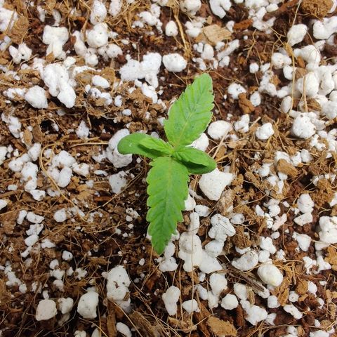 Golden Child growlog timeline photo