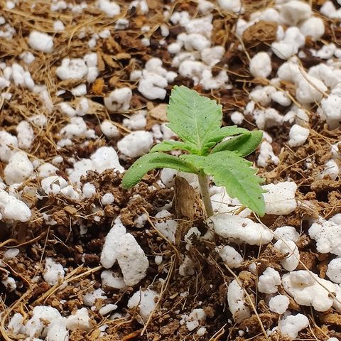 Golden Child growlog timeline photo