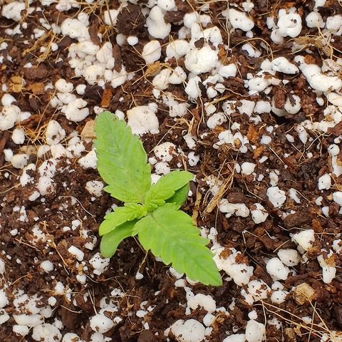 Golden Child growlog timeline photo