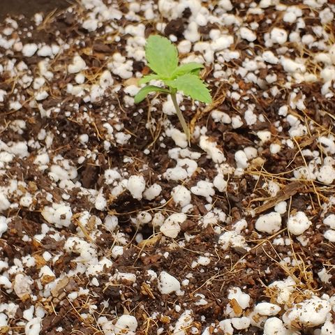 Golden Child growlog timeline photo