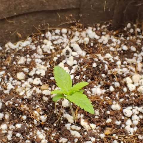 Golden Child growlog timeline photo