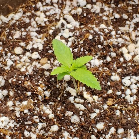 Golden Child growlog timeline photo