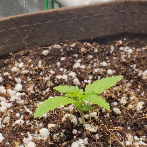Golden Child growlog timeline photo
