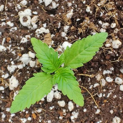 Golden Child growlog timeline photo