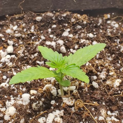 Golden Child growlog timeline photo