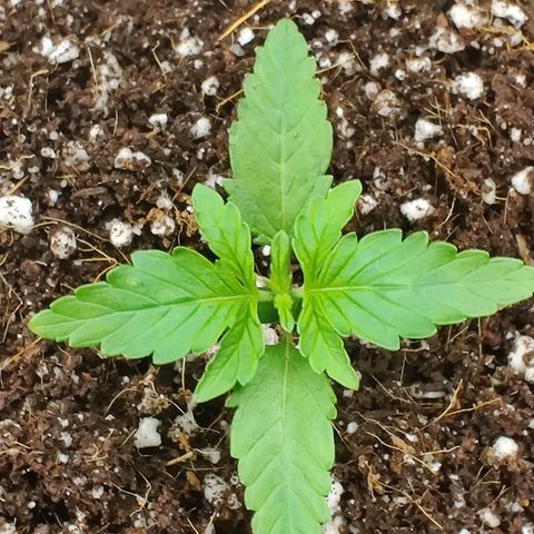 Golden Child growlog timeline photo