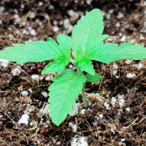 Golden Child growlog timeline photo