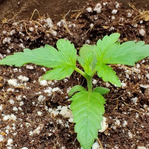 Golden Child growlog timeline photo