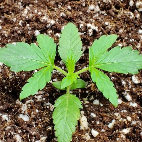 Golden Child growlog timeline photo