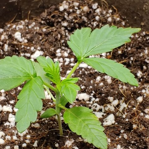Golden Child growlog timeline photo
