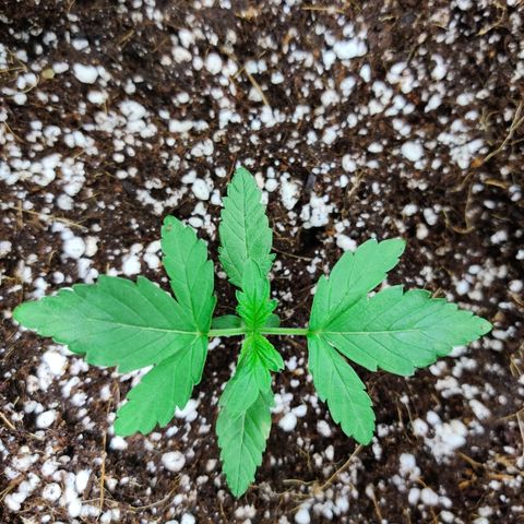 Golden Child growlog timeline photo