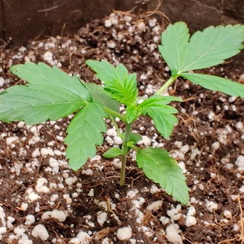 Golden Child growlog timeline photo