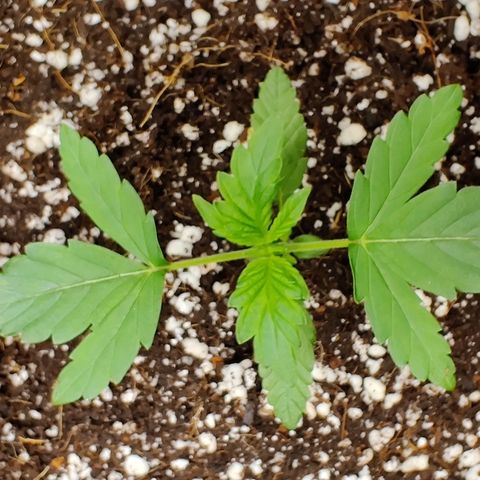 Golden Child growlog timeline photo
