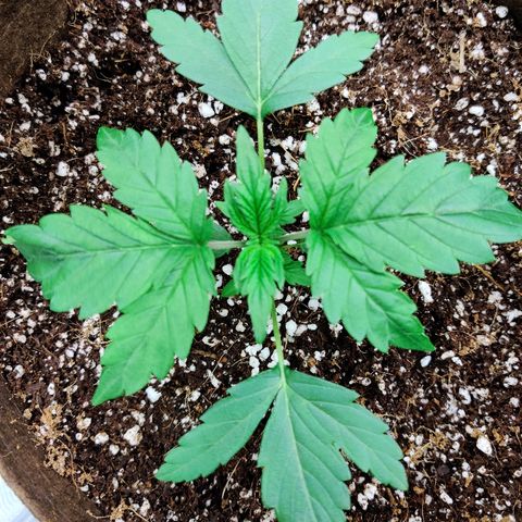 Golden Child growlog timeline photo