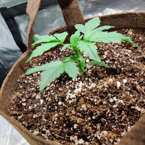 Golden Child growlog timeline photo