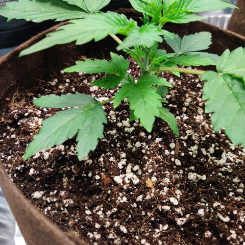 Golden Child growlog timeline photo
