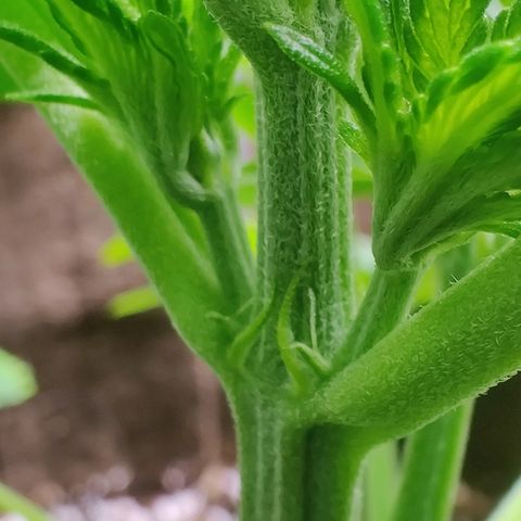 Golden Child growlog timeline photo